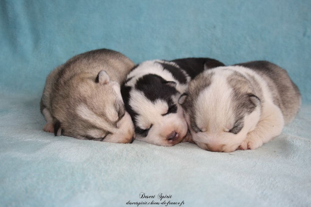 Chiot Siberian Husky Desert Spirit